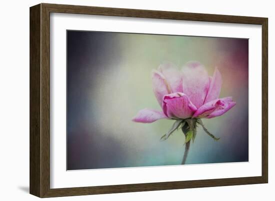 The Last Pink Rose-Jai Johnson-Framed Giclee Print