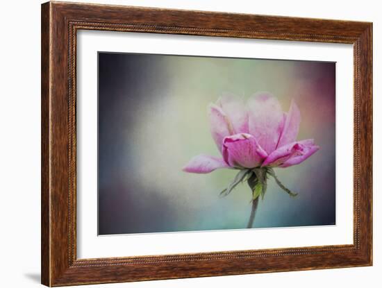 The Last Pink Rose-Jai Johnson-Framed Giclee Print