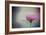 The Last Pink Rose-Jai Johnson-Framed Giclee Print