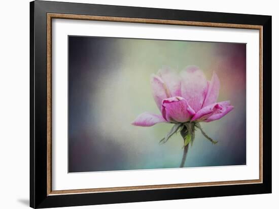 The Last Pink Rose-Jai Johnson-Framed Giclee Print