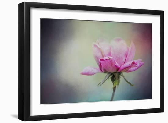 The Last Pink Rose-Jai Johnson-Framed Giclee Print