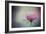 The Last Pink Rose-Jai Johnson-Framed Giclee Print