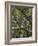 The Last Remaining Forest of Biblical Cedars, Cedar Forest, Lebanon, Middle East-Fred Friberg-Framed Photographic Print