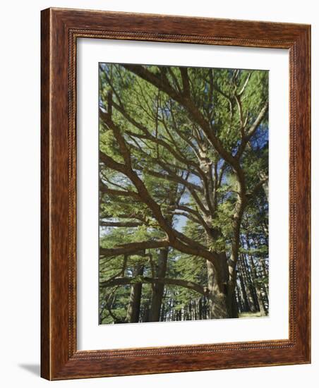 The Last Remaining Forest of Biblical Cedars, Cedar Forest, Lebanon, Middle East-Fred Friberg-Framed Photographic Print