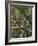 The Last Remaining Forest of Biblical Cedars, Cedar Forest, Lebanon, Middle East-Fred Friberg-Framed Photographic Print