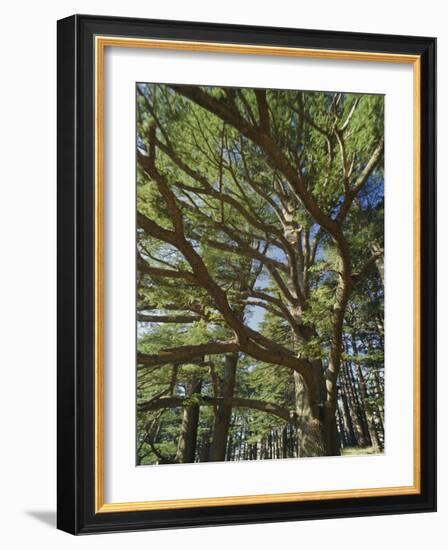 The Last Remaining Forest of Biblical Cedars, Cedar Forest, Lebanon, Middle East-Fred Friberg-Framed Photographic Print