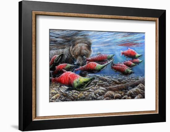 The Last Run - Sockeye Salmon-Kevin Daniel-Framed Art Print