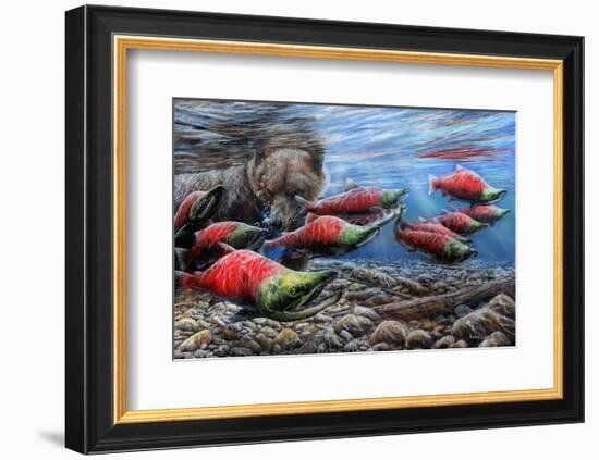 The Last Run - Sockeye Salmon-Kevin Daniel-Framed Art Print