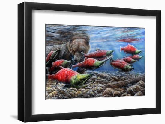 The Last Run - Sockeye Salmon-Kevin Daniel-Framed Art Print