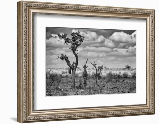 The Last Unicorn-Marcel Rebro-Framed Photographic Print