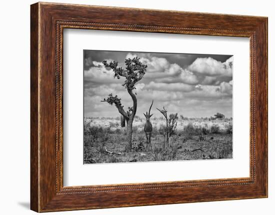 The Last Unicorn-Marcel Rebro-Framed Photographic Print