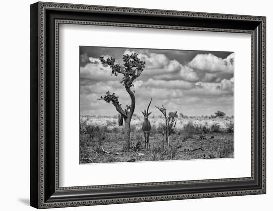 The Last Unicorn-Marcel Rebro-Framed Photographic Print