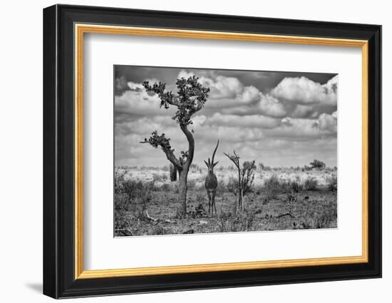 The Last Unicorn-Marcel Rebro-Framed Photographic Print