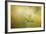 The Last Yellow Rose-Jai Johnson-Framed Giclee Print