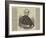 The Late Sir David Brewster-null-Framed Giclee Print