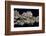 The Latrobe Gold Nugget. Artist: Unknown-Unknown-Framed Photographic Print