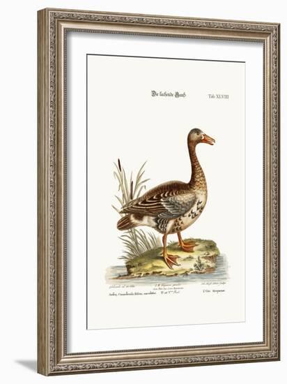 The Laughing Goose, 1749-73-George Edwards-Framed Giclee Print