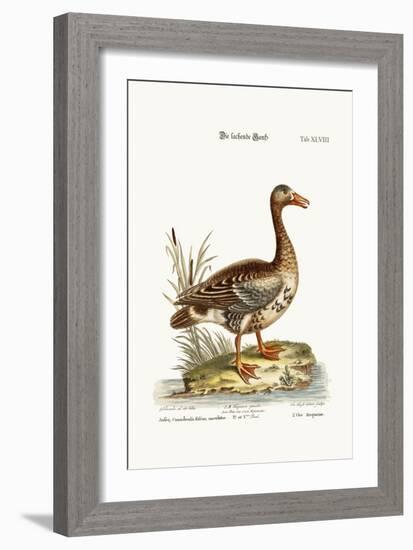 The Laughing Goose, 1749-73-George Edwards-Framed Giclee Print