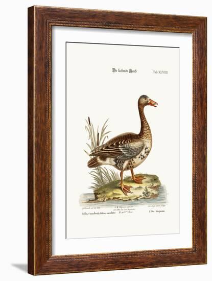 The Laughing Goose, 1749-73-George Edwards-Framed Giclee Print