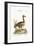 The Laughing Goose, 1749-73-George Edwards-Framed Giclee Print