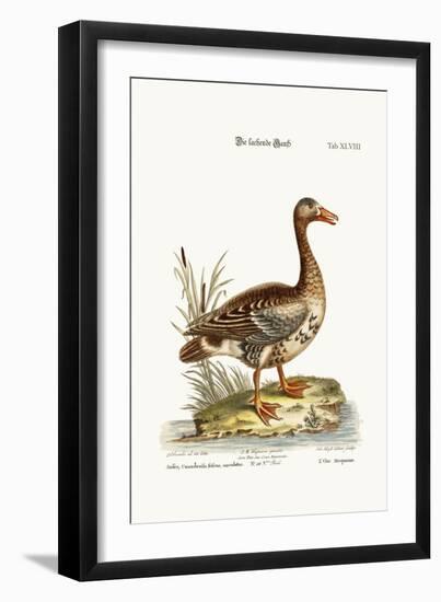 The Laughing Goose, 1749-73-George Edwards-Framed Giclee Print