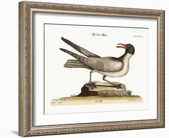 The Laughing Gull, 1749-73-Mark Catesby-Framed Giclee Print