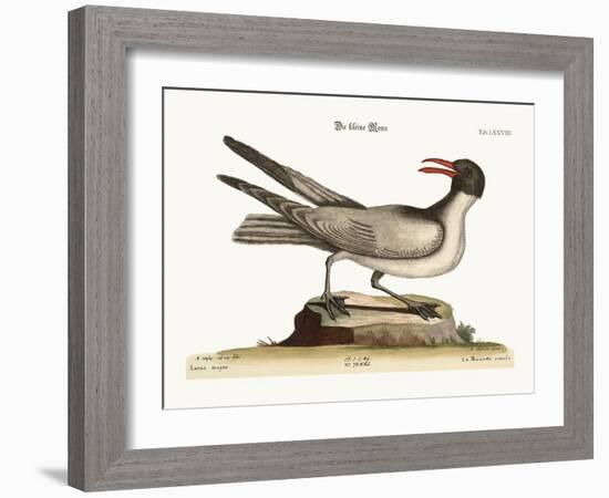 The Laughing Gull, 1749-73-Mark Catesby-Framed Giclee Print