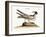 The Laughing Gull, 1749-73-Mark Catesby-Framed Giclee Print