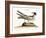 The Laughing Gull, 1749-73-Mark Catesby-Framed Giclee Print