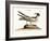 The Laughing Gull, 1749-73-Mark Catesby-Framed Giclee Print