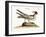 The Laughing Gull, 1749-73-Mark Catesby-Framed Giclee Print