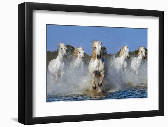 The leader-Xavier Ortega-Framed Photographic Print