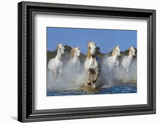 The leader-Xavier Ortega-Framed Photographic Print