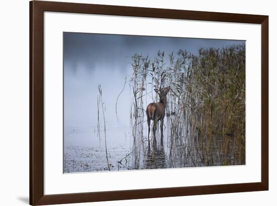 The Leaf Eater-Kieran O Mahony-Framed Photographic Print