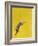 The Leap-Yellow-Tim Hayward-Framed Giclee Print