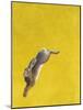 The Leap-Yellow-Tim Hayward-Mounted Giclee Print