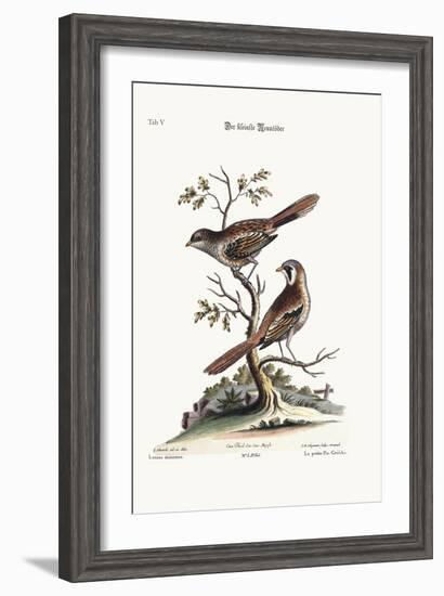 The Least Butcher-Bird, 1749-73-George Edwards-Framed Giclee Print