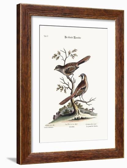 The Least Butcher-Bird, 1749-73-George Edwards-Framed Giclee Print