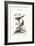 The Least Butcher-Bird, 1749-73-George Edwards-Framed Giclee Print