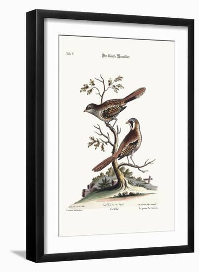 The Least Butcher-Bird, 1749-73-George Edwards-Framed Giclee Print