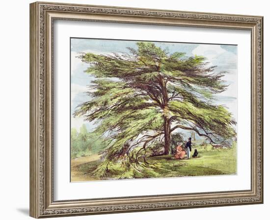 The Lebanon Cedar Tree in the Arboretum, Kew Gardens, Plate 21-George Ernest Papendiek-Framed Giclee Print