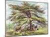 The Lebanon Cedar Tree in the Arboretum, Kew Gardens, Plate 21-George Ernest Papendiek-Mounted Giclee Print