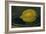 The Lemon, 1880-Edouard Manet-Framed Giclee Print