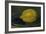 The Lemon, 1880-Edouard Manet-Framed Giclee Print