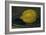 The Lemon, 1880-Edouard Manet-Framed Giclee Print