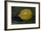 The Lemon, 1880-Edouard Manet-Framed Giclee Print