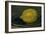 The Lemon, 1880-Edouard Manet-Framed Giclee Print