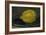 The Lemon, 1880-Edouard Manet-Framed Giclee Print