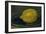 The Lemon, 1880-Edouard Manet-Framed Giclee Print