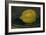The Lemon, 1880-Edouard Manet-Framed Giclee Print